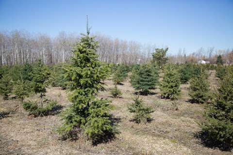Country Pines Tree Farm